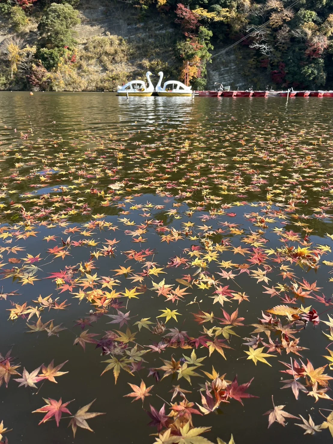 亀山湖 紅葉狩りクルーズ