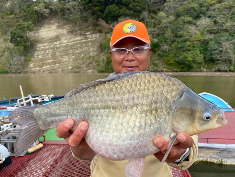 ヘラブナ釣り釣果